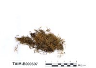 藏品(異貓尾苔)的圖片